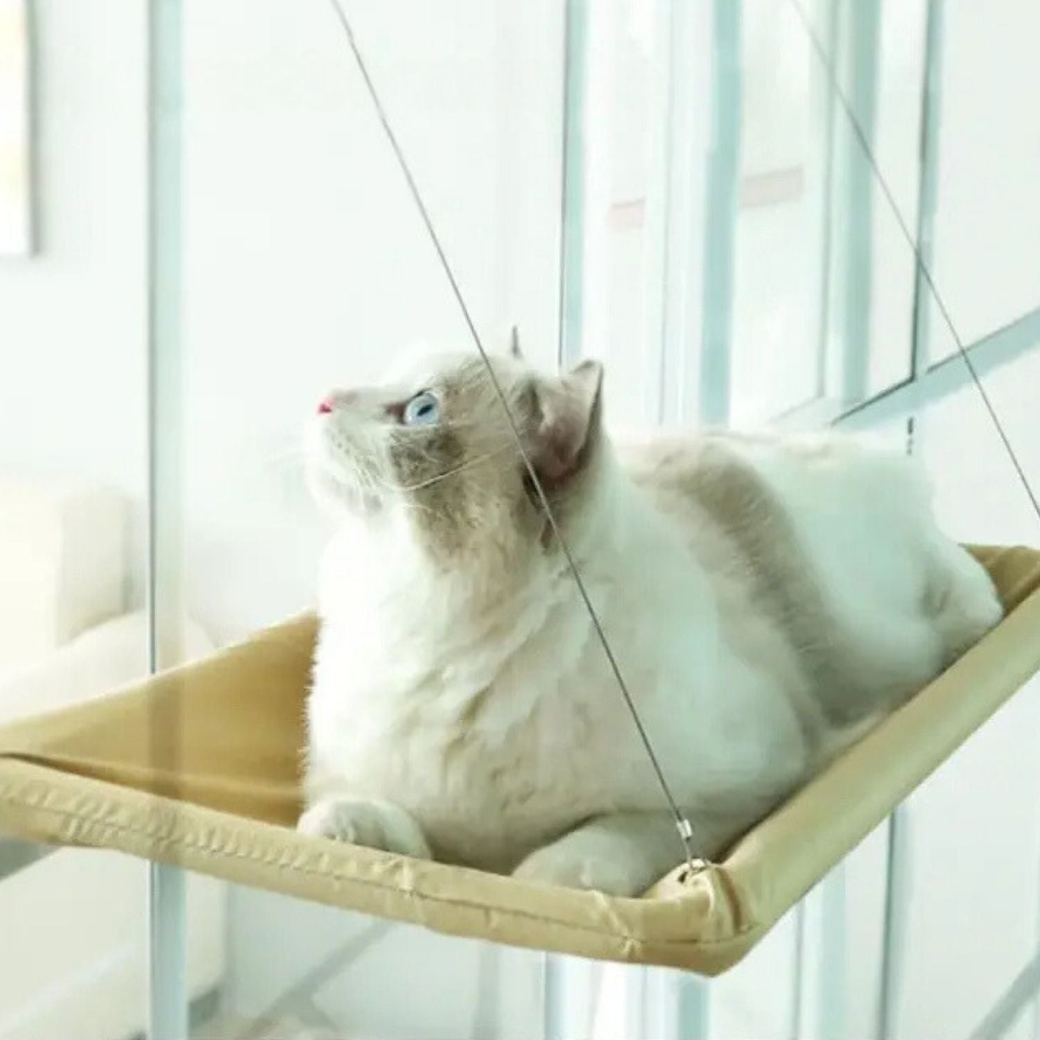 zuignap kattenhangmat witte kat kijkt uit raam van beige hangmat gemakkelijk te verwijderen voor reiniging